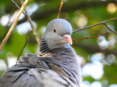 Dove wild pigeon bird photo