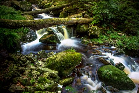 Nature forest water photo