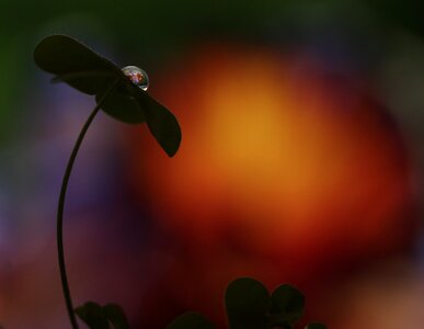 Macro clover reflection