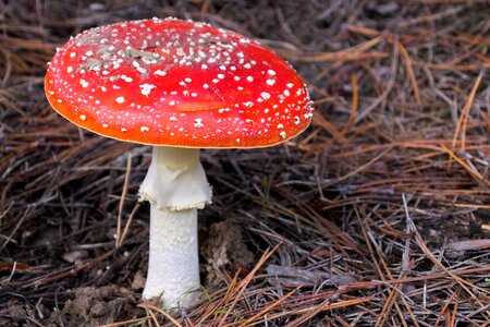 Mushrooms poison forest photo