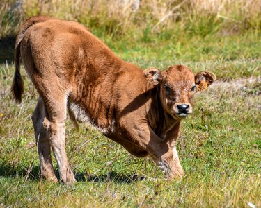 Baby mammal cow photo