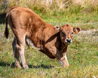 Baby mammal cow