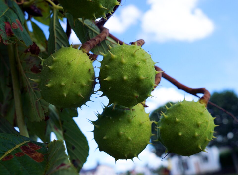 Nature fruit chestnut tree