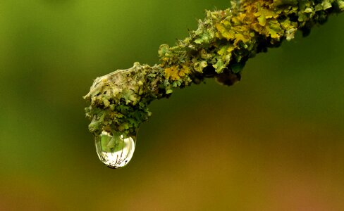 Moss green plant