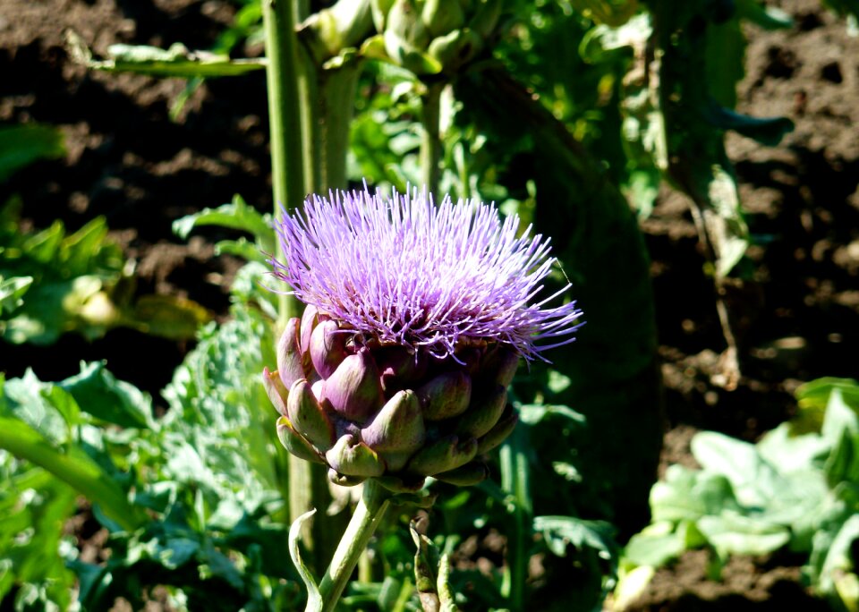 Purple flower garden flowers