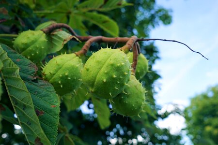Nature fruit chestnut tree