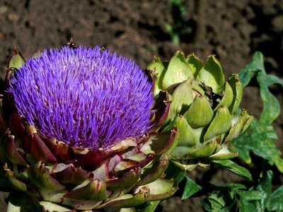 Purple flower garden flowers photo