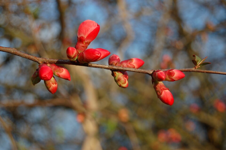 Tree branch nature