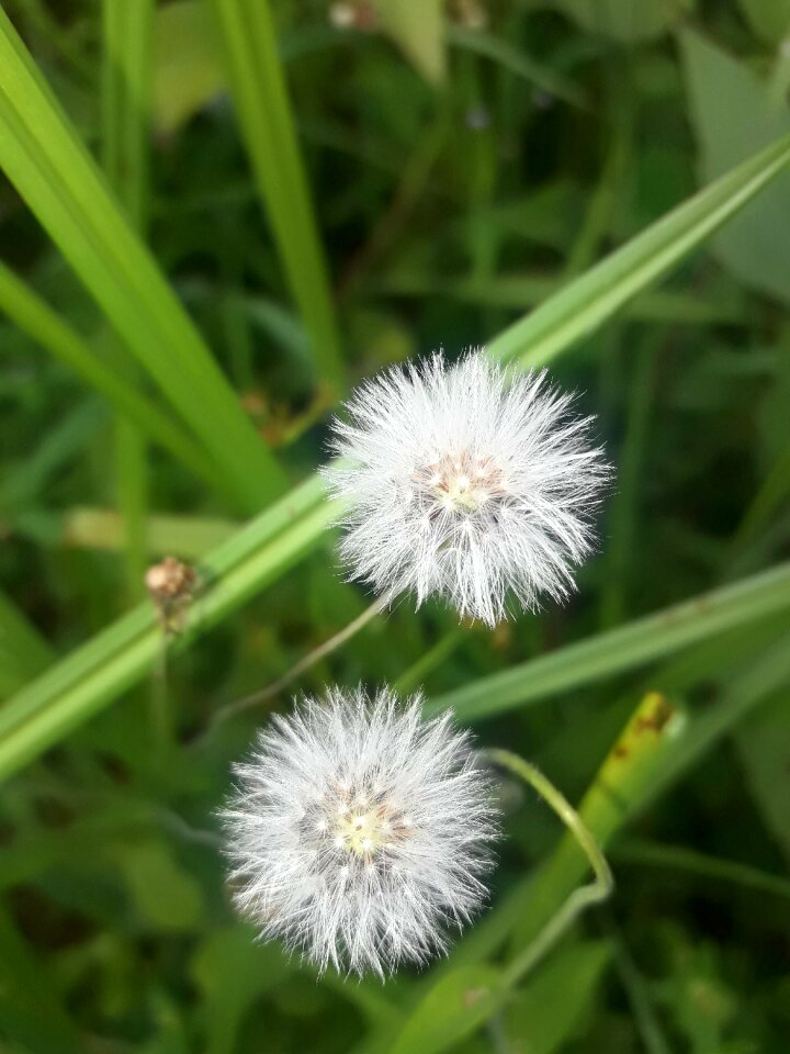 Beauty awesome white
