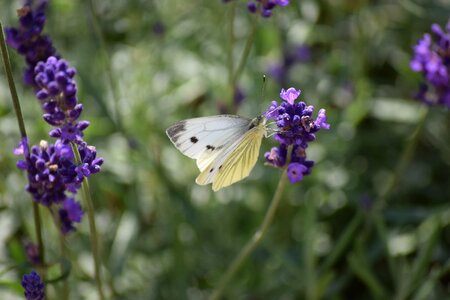 Butterfly insect lavender
