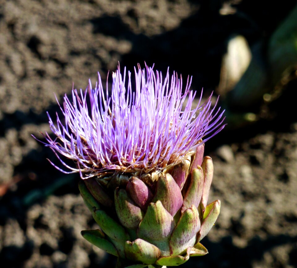 Purple flower garden flowers