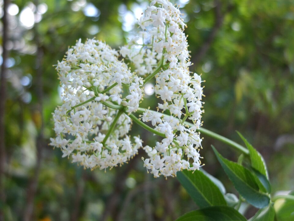White flowers a bunch of white cho