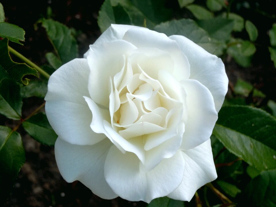 Blooming nature green rose