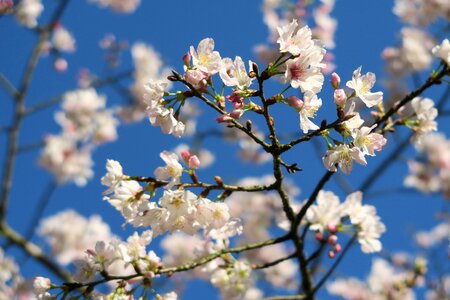 Tree flower branch