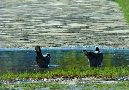 Pigeon bird animal photo