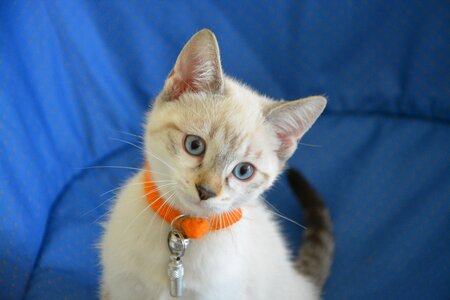 Animal cute kitten blue eyes photo