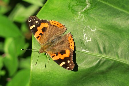 Nature insect butterfly photo