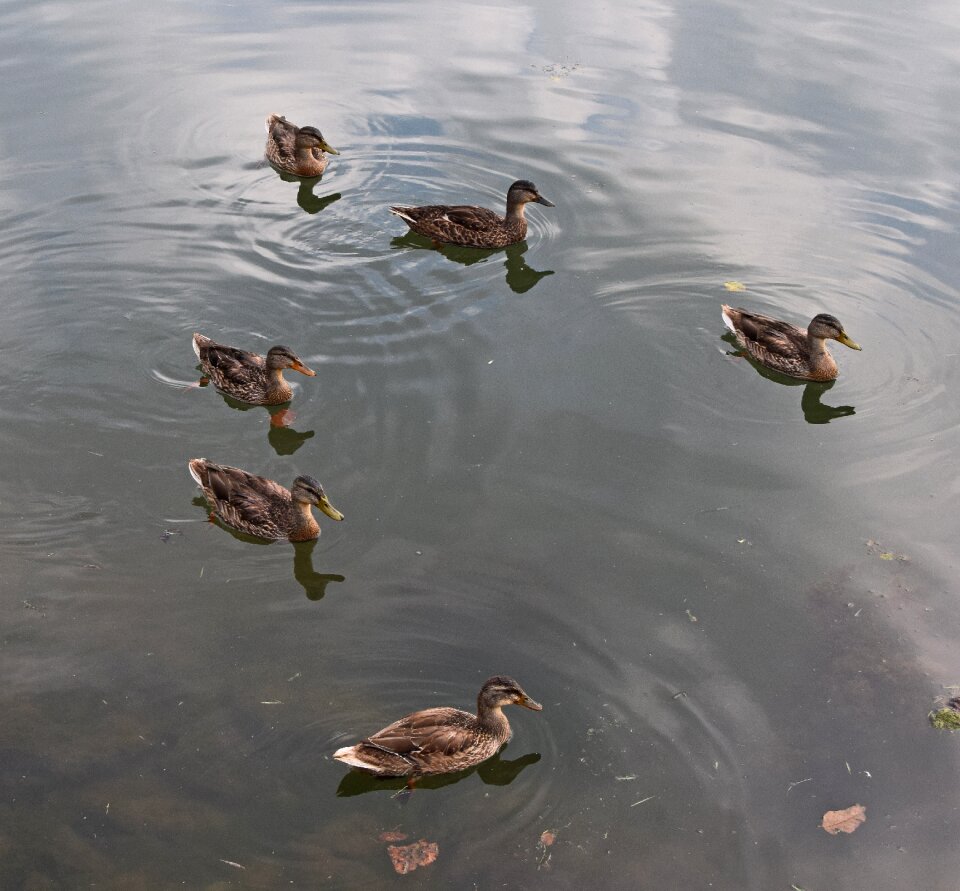 Young female waterfowl