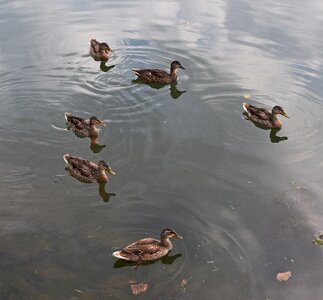Young female waterfowl