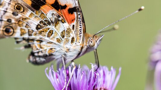 Bloom insect nature