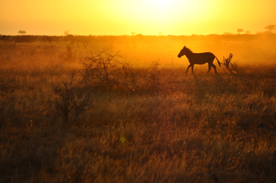 Horizontal sun animal