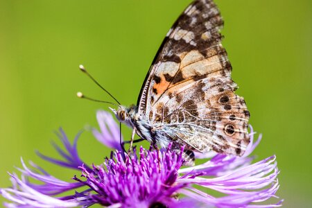 Bloom insect nature