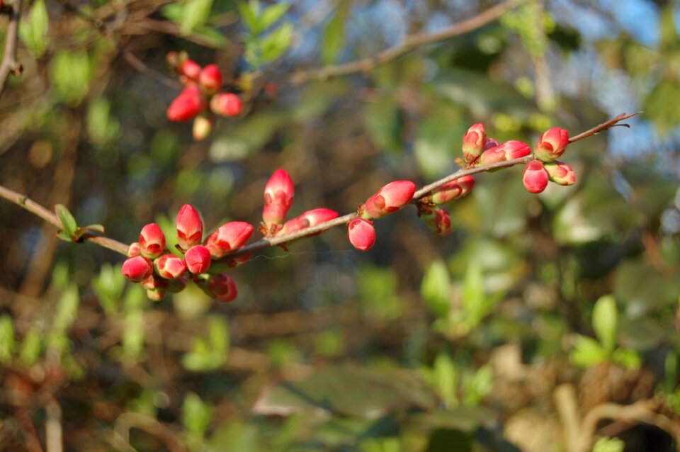 Tree nature branch