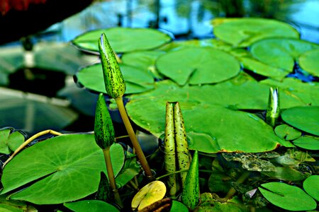 Young shoots baby giant water lily victoria amazonica photo