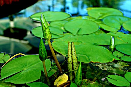 Young shoots baby giant water lily victoria amazonica