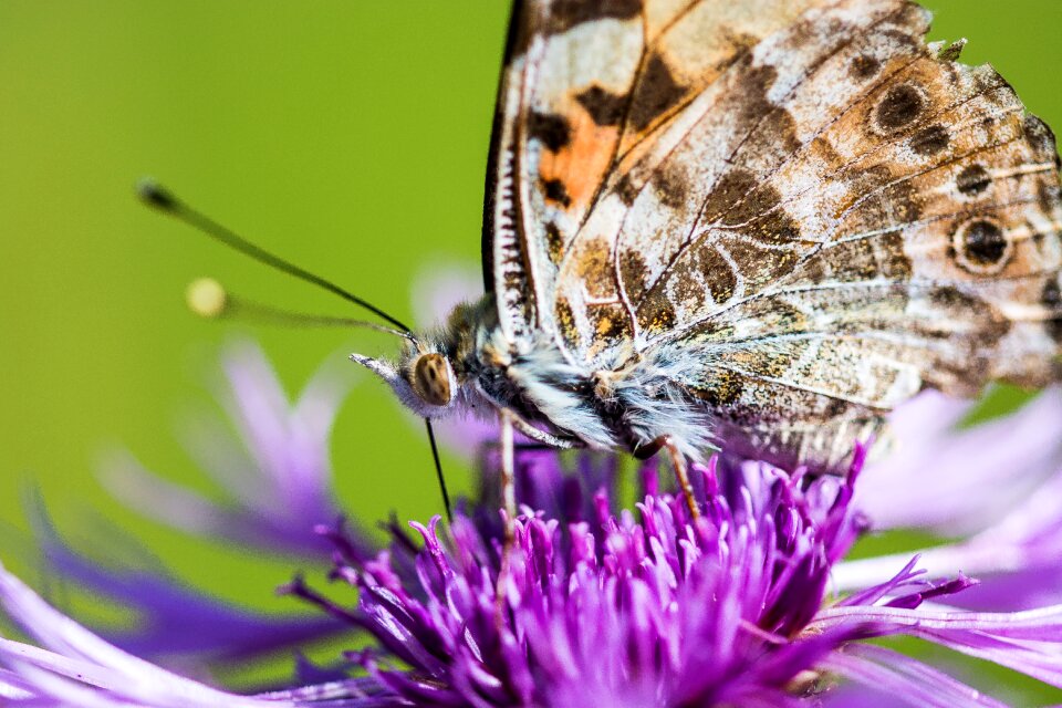 Bloom insect nature