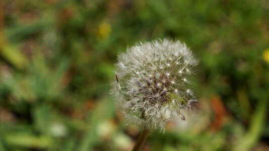 Summer dandelion seed photo