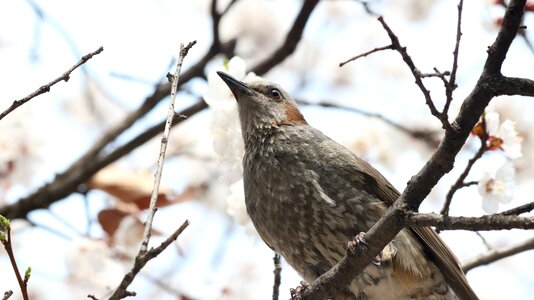 New wildlife outdoors