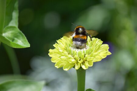 Flower leaf summer photo