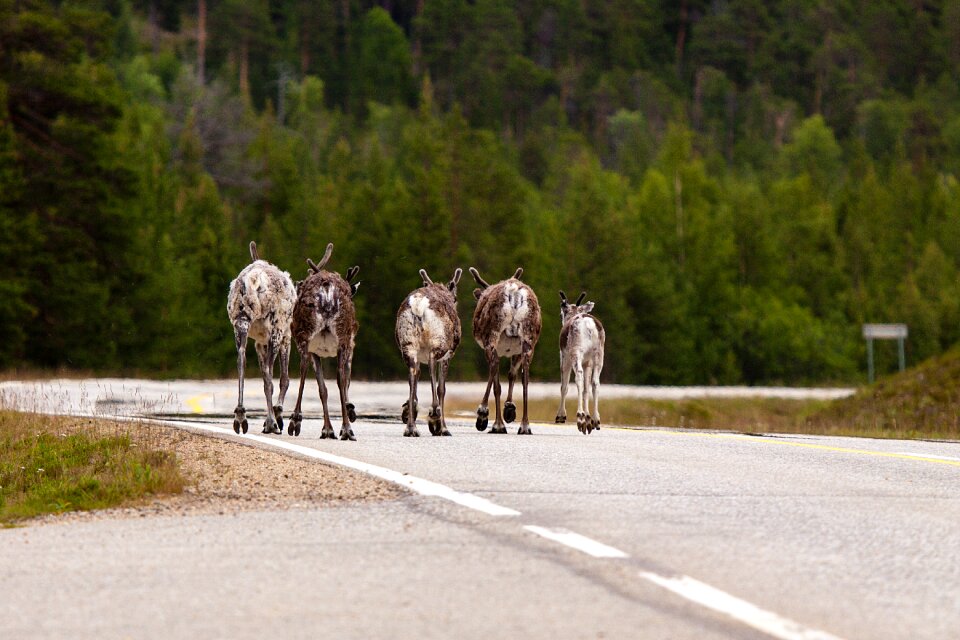 Reindeer road funny