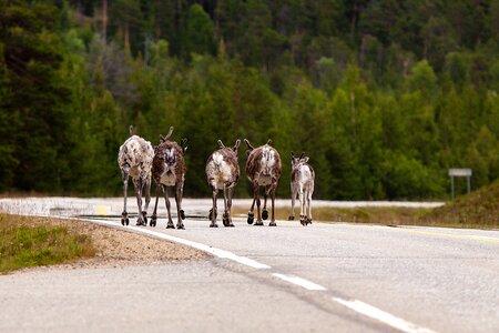 Reindeer road funny