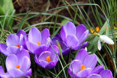 Crocus violet flower photo