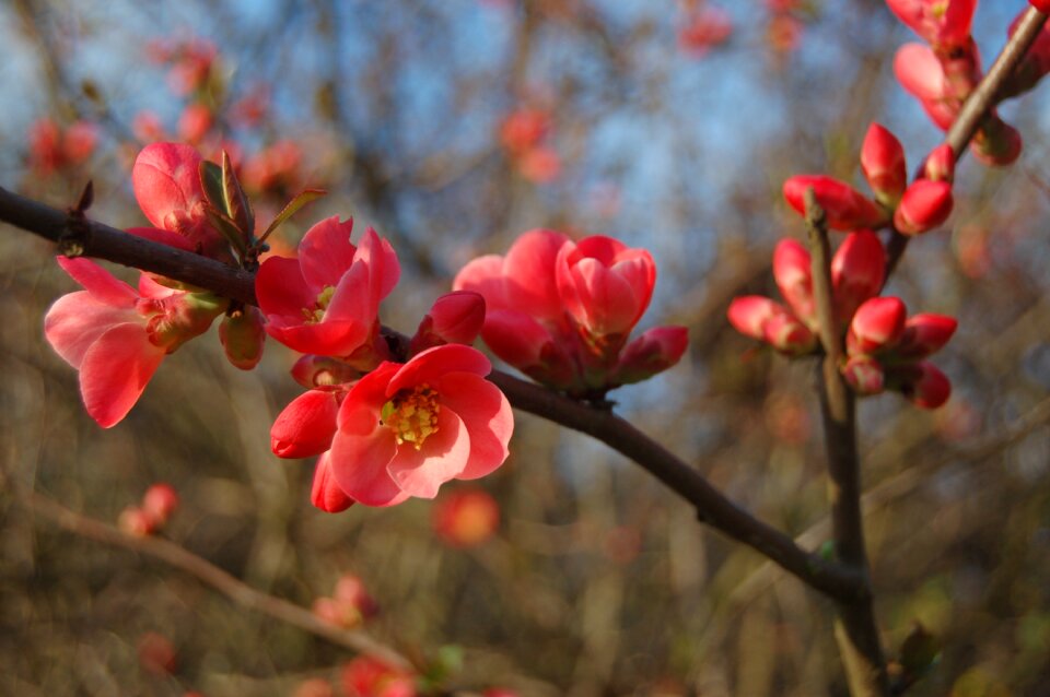 Branch flower nature