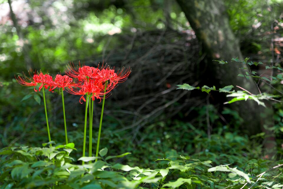 Nature garden in the forest