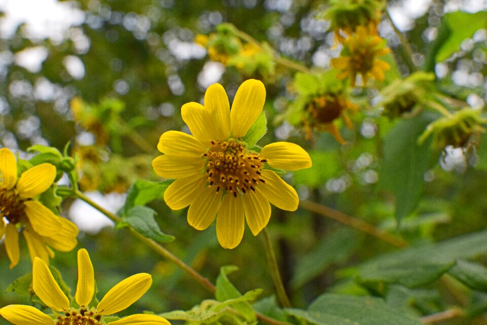 Southeast yellow flower