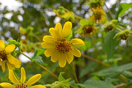 Southeast yellow flower photo