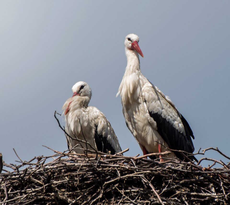 Animal world animal white stork photo