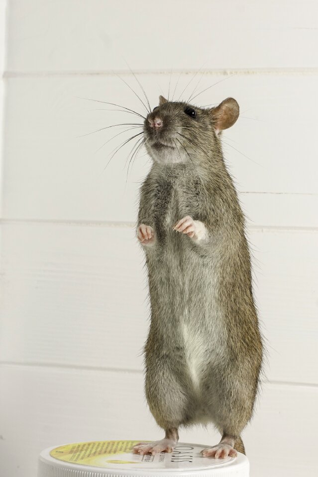 Mouse animals cute