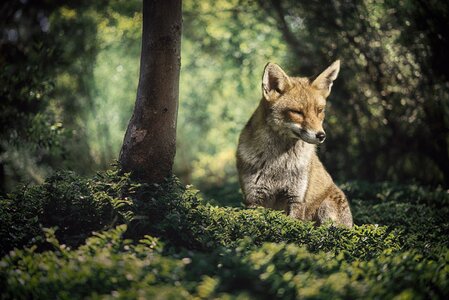Nature forest animal little fox photo