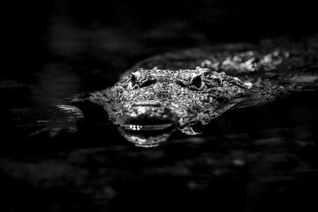 Predator dangerous alligator photo