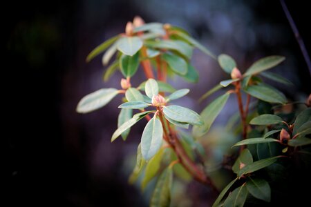 Nature plant tree