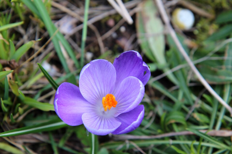 Crocus flowering purple flowers