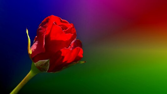 Flower rose bloom isolated