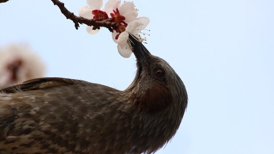 Wildlife animal new