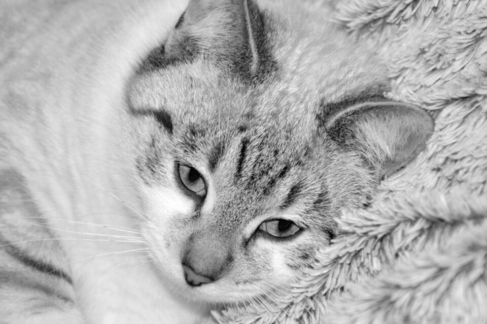 Domestic animal domestic cat young female