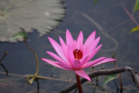 Flower lotus pink